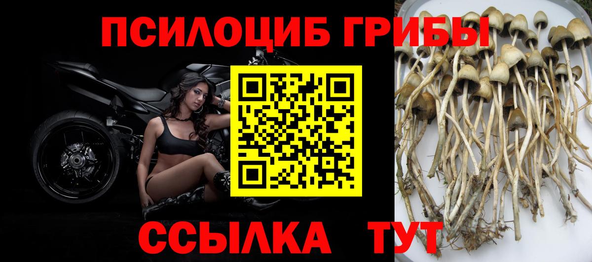 Галлюциногенные грибы Psilocybe  Галлюциногенные грибы прущие грибы  Барабинск  наркотики  Вход с VPN 