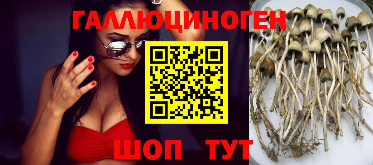 Галлюциногенные грибы Cubensis Барабинск